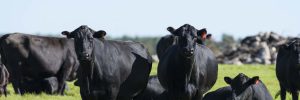 black angus beef hayden fresh farm